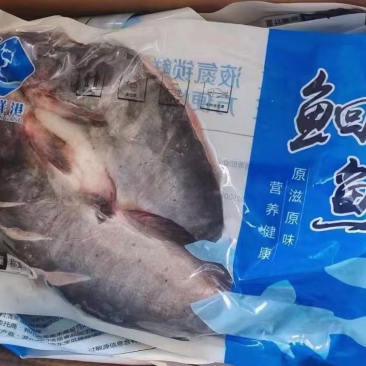 开背清江鱼叉尾鮰鱼烤鱼半成品工厂活鱼现沙
