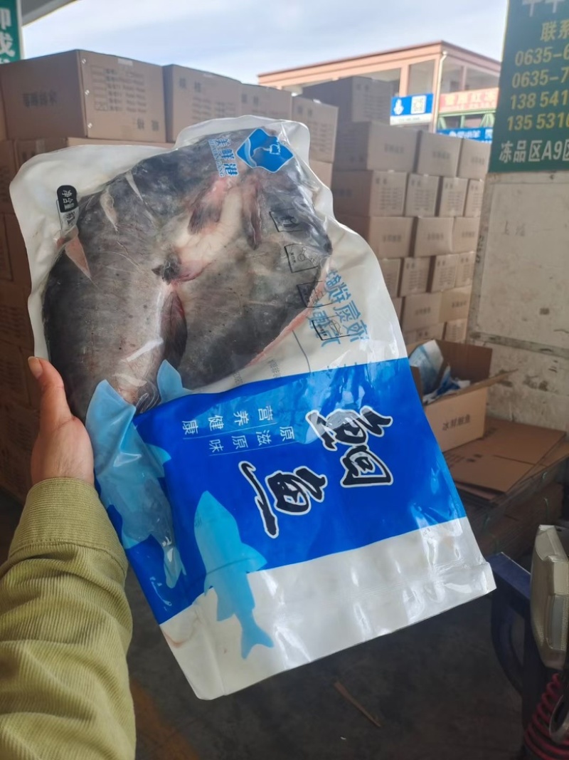 开背清江鱼叉尾鮰鱼烤鱼半成品工厂活鱼现沙
