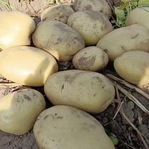 土豆品种全，V7，希森，荷兰十五，228-806/等品种