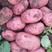 土豆品种全，V7，希森，荷兰十五，228-806/等品种