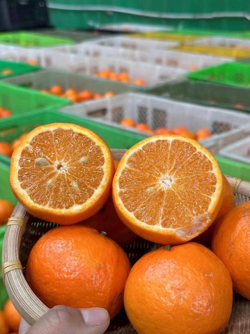 云南沃柑一件代发批发价