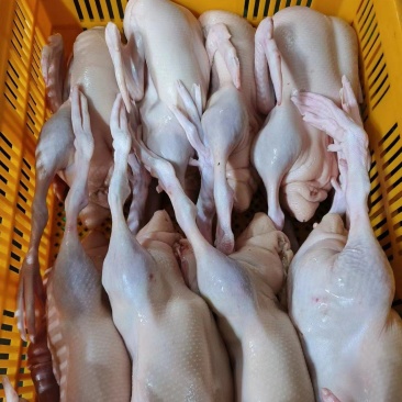 白条鸭
