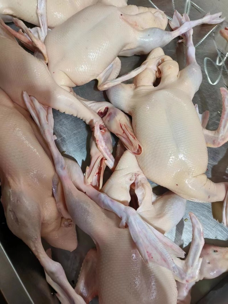 白条鸭