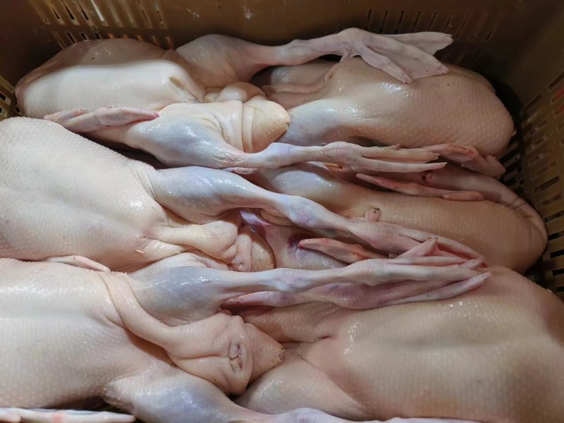白条鸭