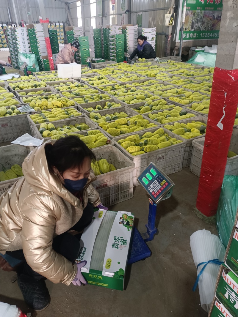 密园十八甜瓜密园18金冠头茬二茬糖度高量大包棚定货