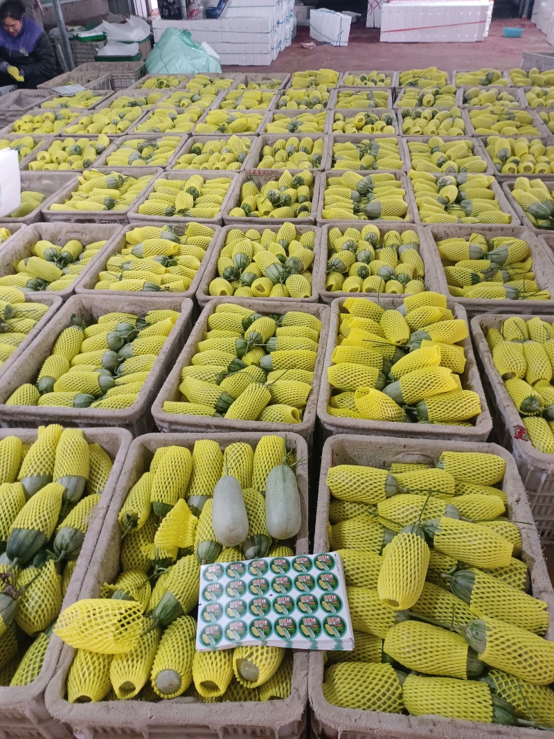 密园十八甜瓜密园18金冠头茬二茬糖度高量大包棚定货