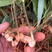 四川姜型多花不倒苗黄精两年苗，茎块大，芽头好，产量高