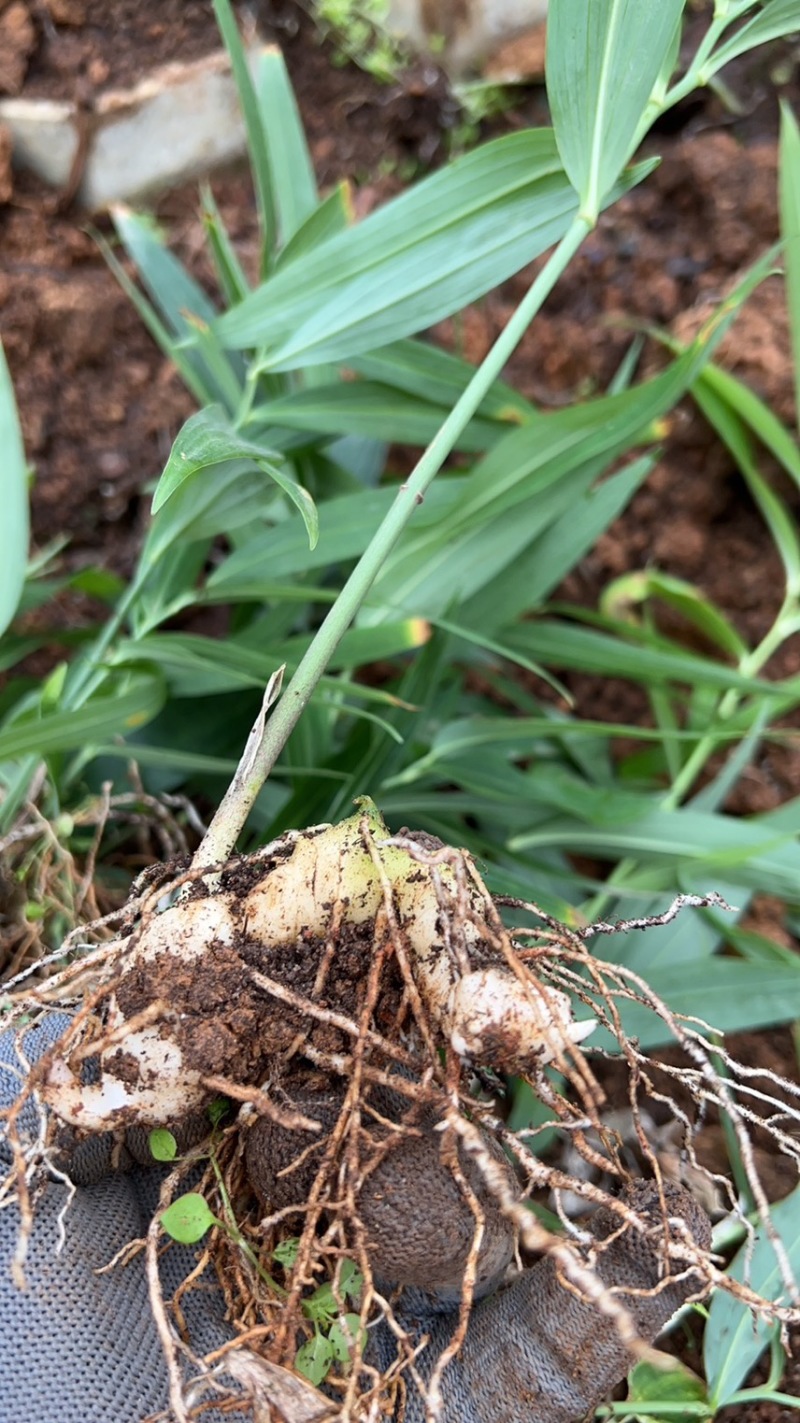 四川姜型多花不倒苗黄精两年苗，茎块大，芽头好，产量高