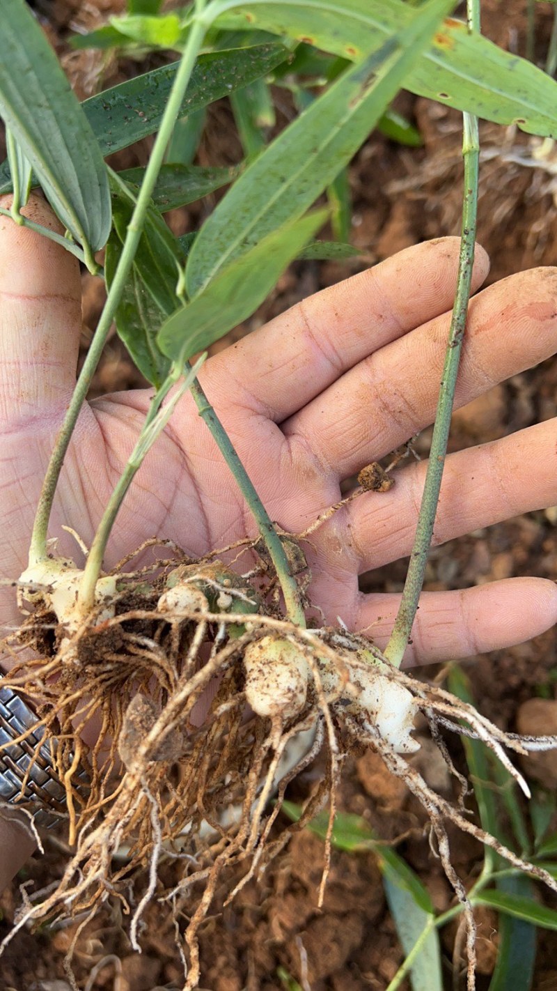 四川姜型多花不倒苗黄精两年苗，茎块大，芽头好，产量高