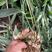 四川姜型多花不倒苗黄精两年苗，茎块大，芽头好，产量高