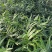 四川姜型多花不倒苗黄精两年苗，茎块大，芽头好，产量高