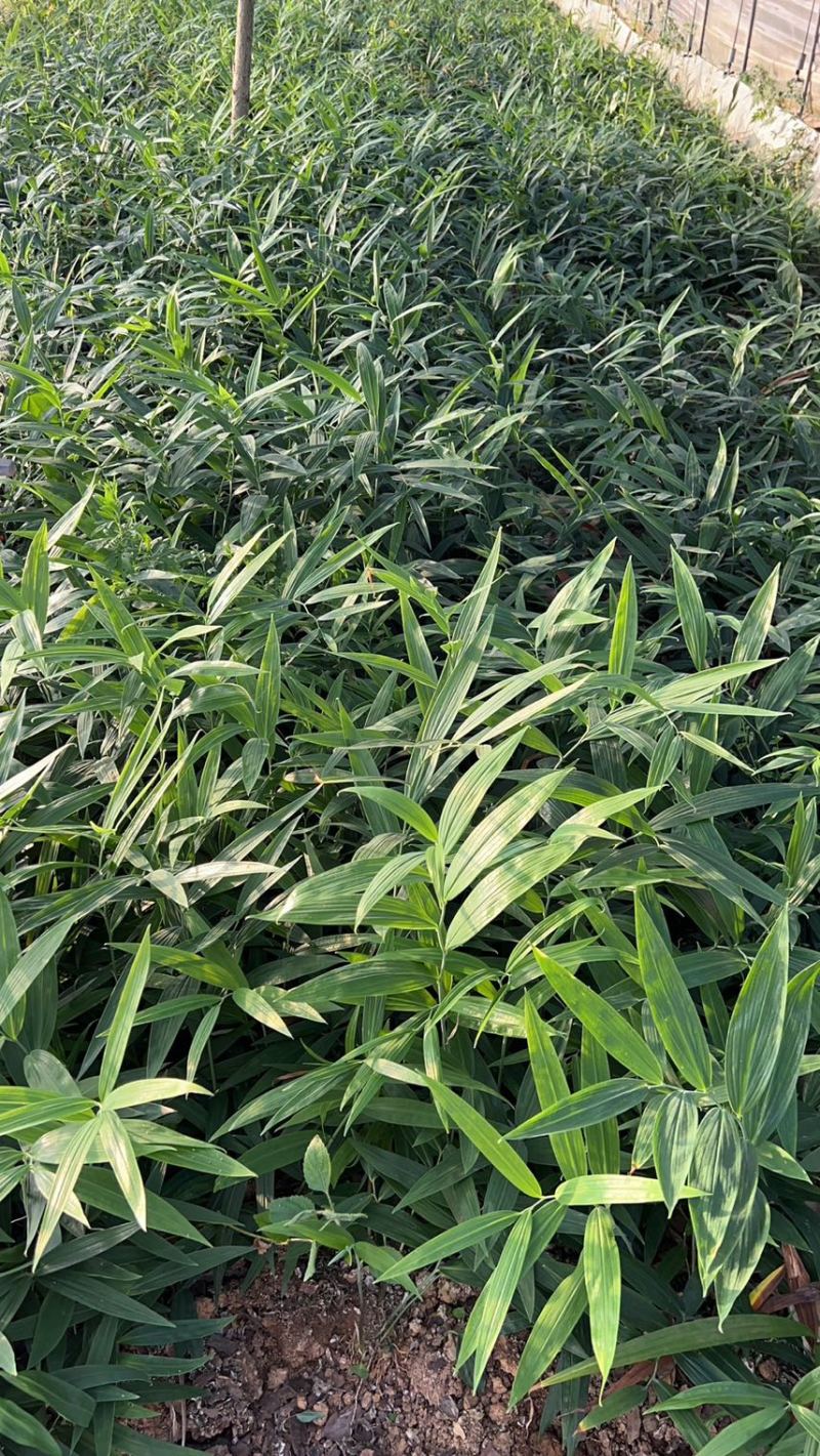 四川姜型多花不倒苗黄精两年苗，茎块大，芽头好，产量高