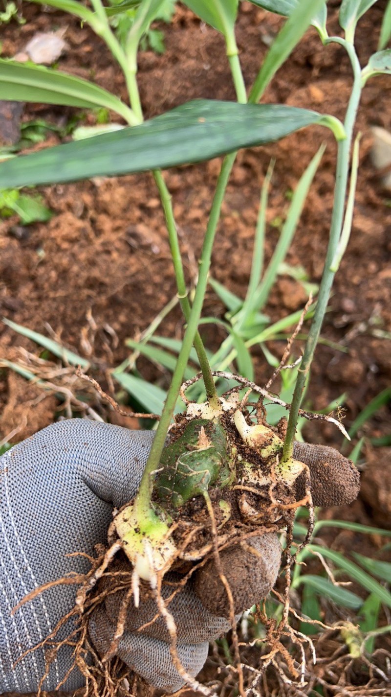 四川姜型多花不倒苗黄精两年苗，茎块大，芽头好，产量高