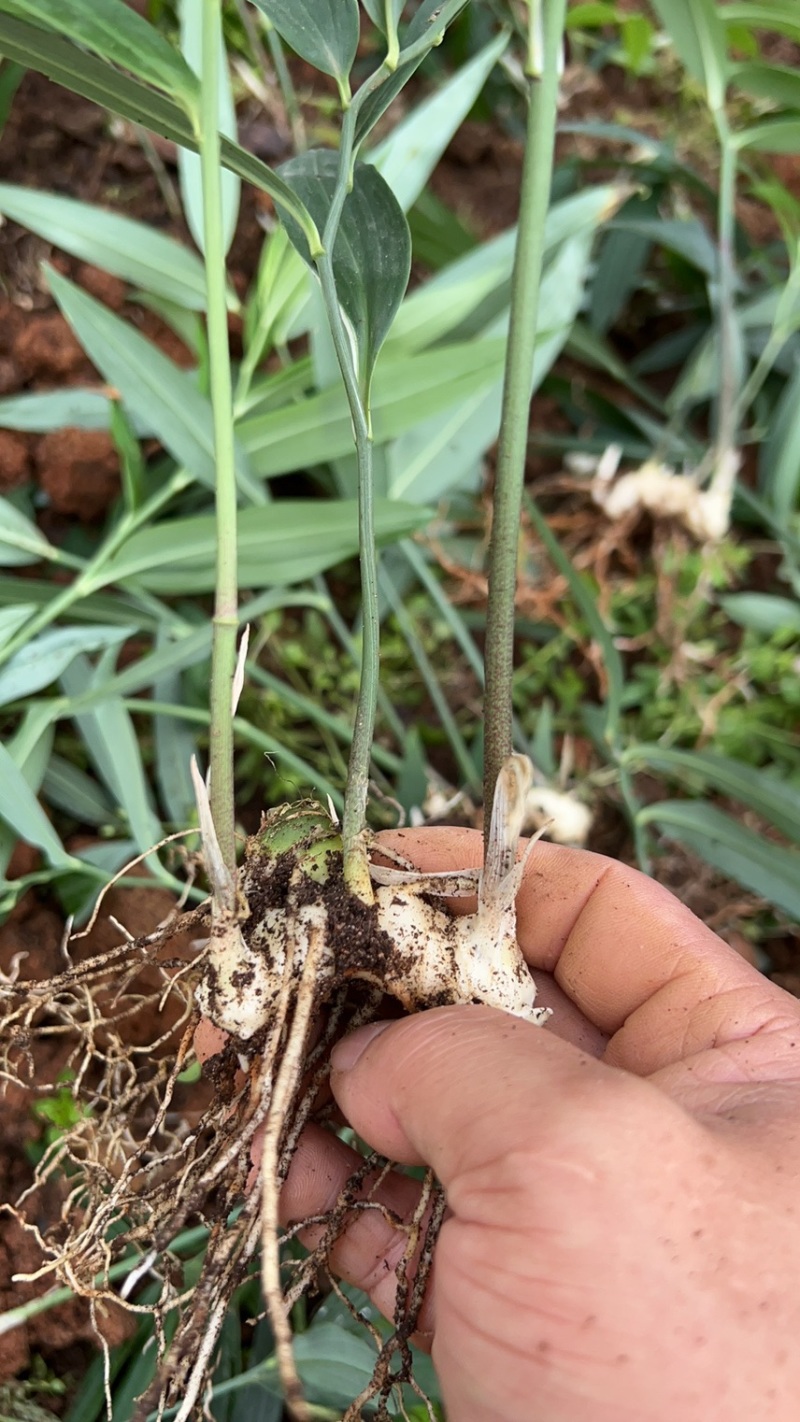 四川姜型多花不倒苗黄精两年苗，茎块大，芽头好，产量高