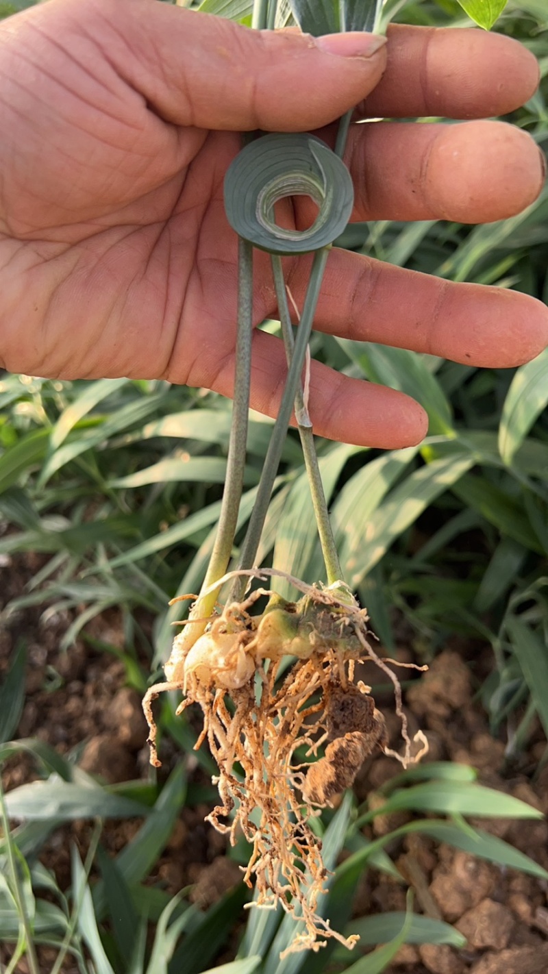 四川姜型多花不倒苗黄精两年苗，茎块大，芽头好，产量高