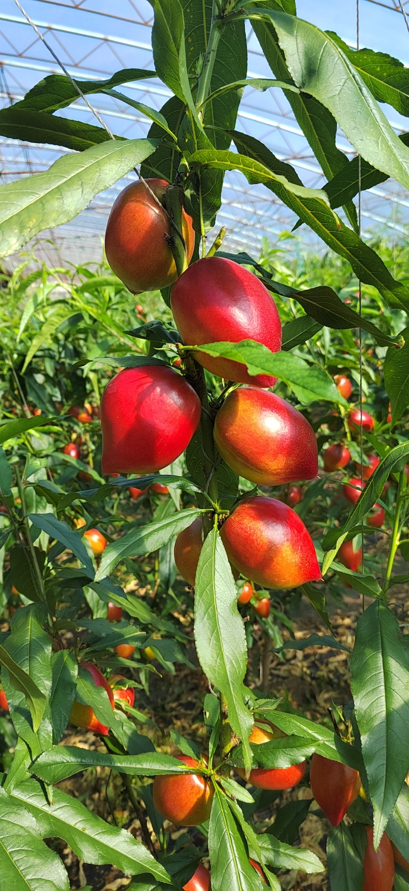 油桃