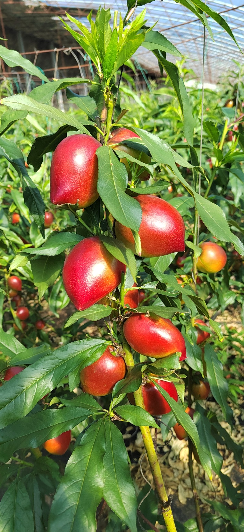 油桃