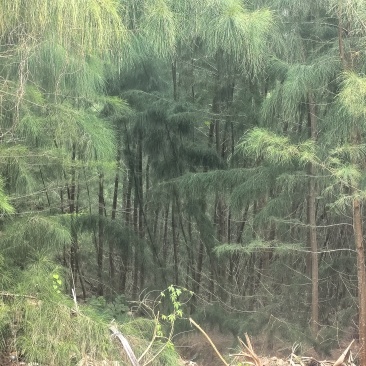 木麻黄树