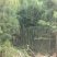 木麻黄树