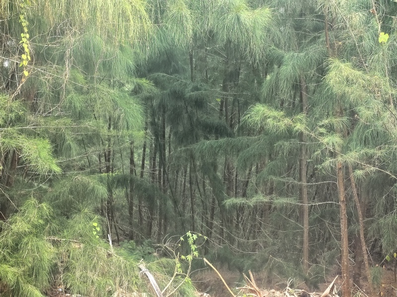 木麻黄树