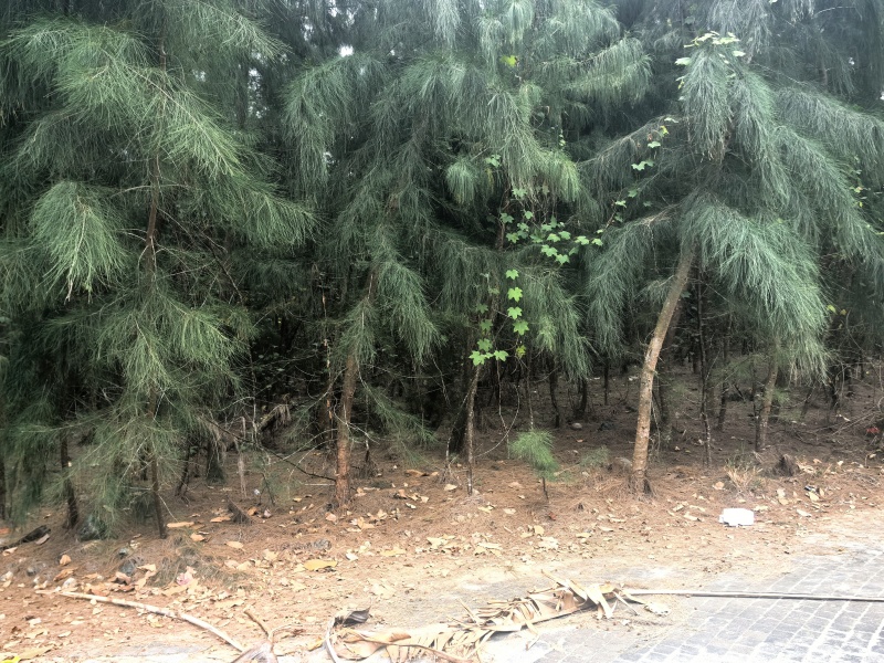 木麻黄树