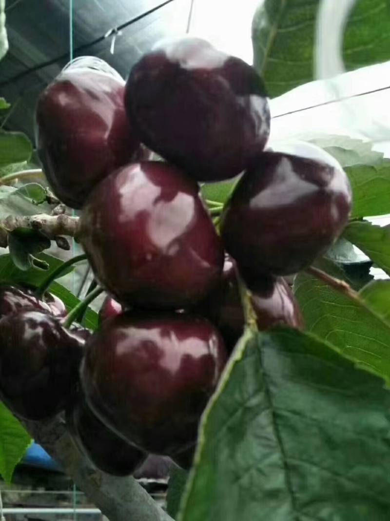 大樱桃