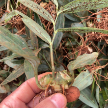 四川姜型多花不倒苗黄精一年半苗，茎块大，芽头好产量高