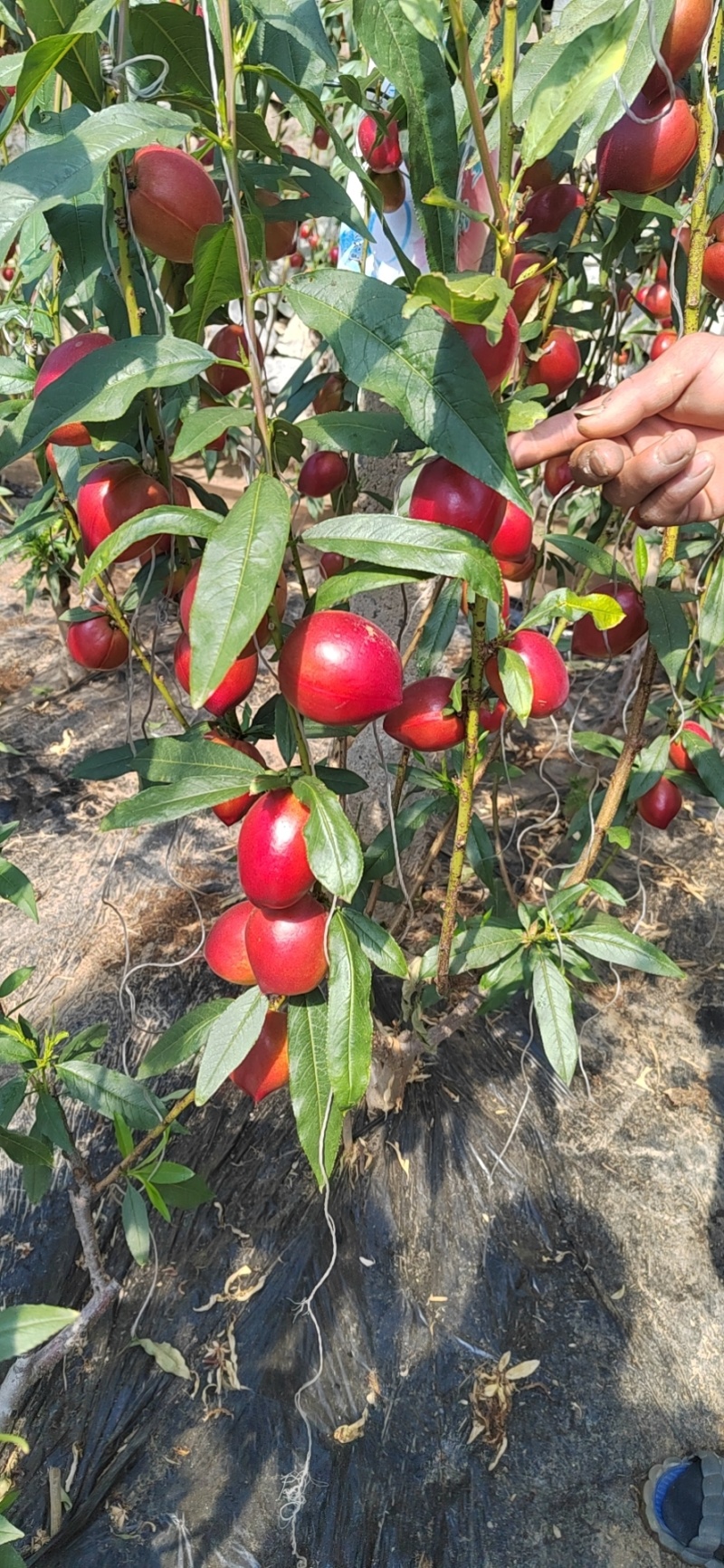油桃