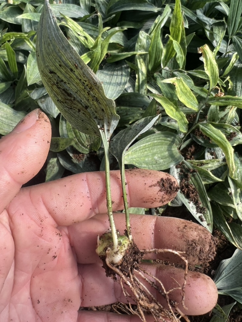 四川姜型多花不倒苗黄精一年半苗，茎块大，芽头好产量高