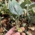 四川姜型多花不倒苗黄精一年半苗，茎块大，芽头好产量高