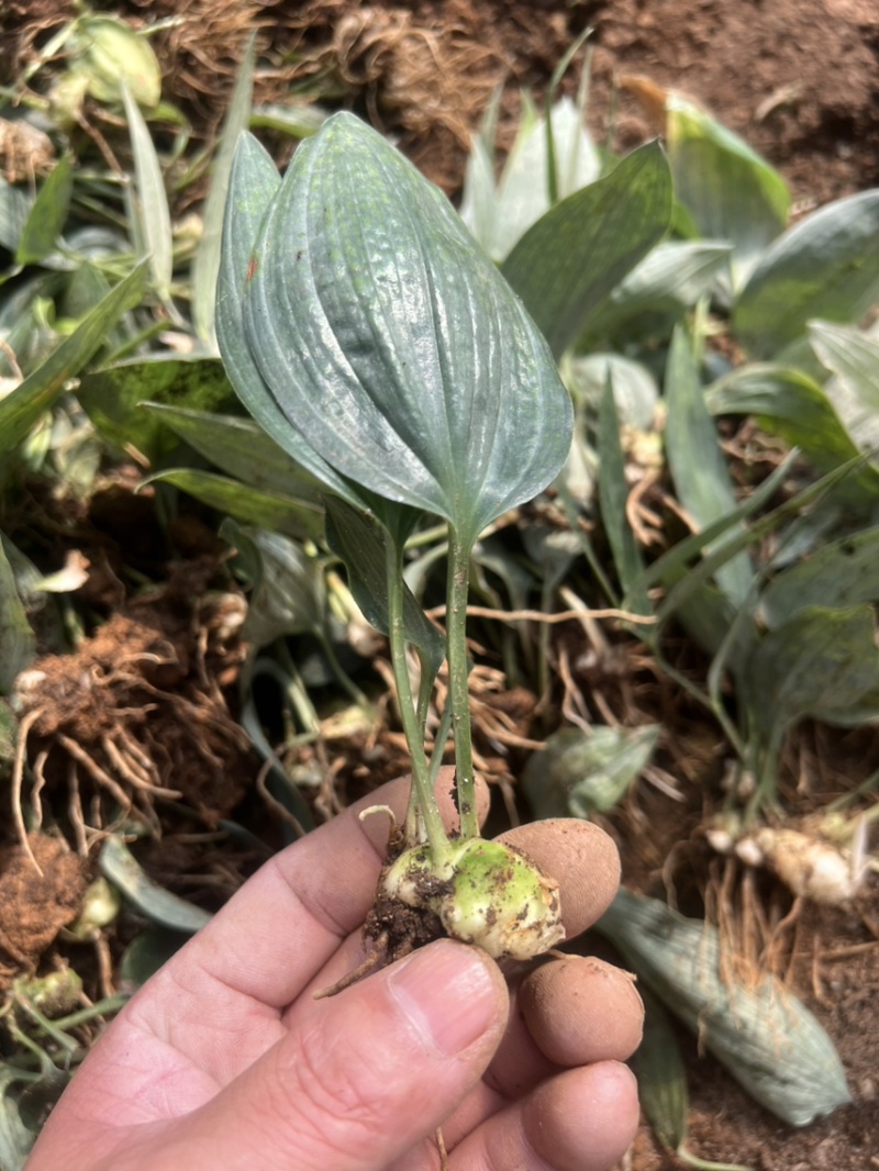 四川姜型多花不倒苗黄精一年半苗，茎块大，芽头好产量高