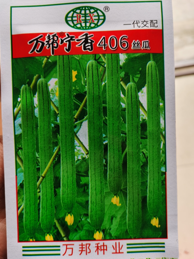 宁香208宁香406香丝瓜种子口感好品质味甜