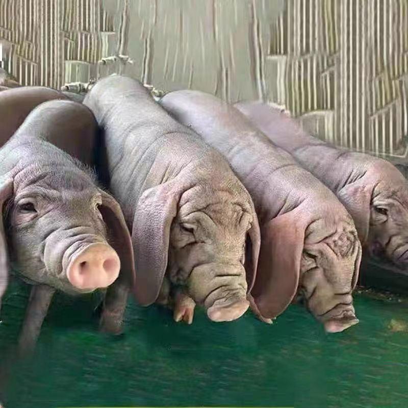 太湖种猪