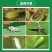 沪联飞刹20%呋虫胺杀虫剂水稻小麦蚜虫白粉虱稻飞虱腻虫正