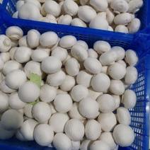【包邮】新鲜口蘑白蘑菇产地现摘直发食用菌批发蔬菜煲汤火锅