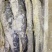 梅香马鲛鱼