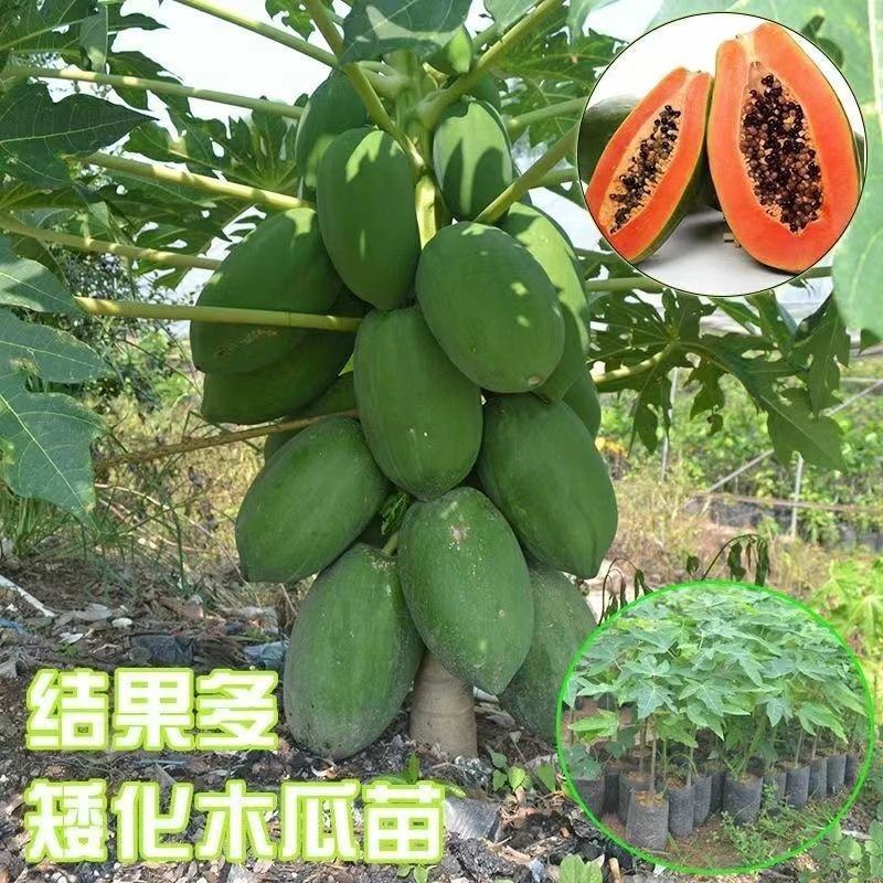 广西木瓜树苗大青冰糖红心木瓜苗矮化特大木瓜苗南方种植四季