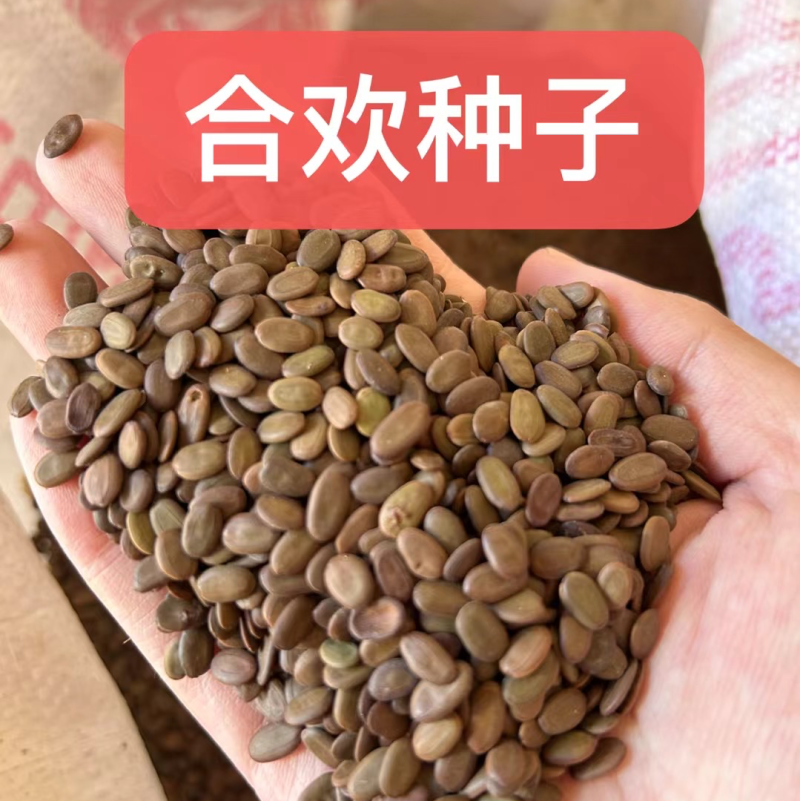 合欢种子出售