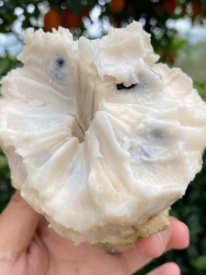 云南热带凤梨释迦果一件代发批发价