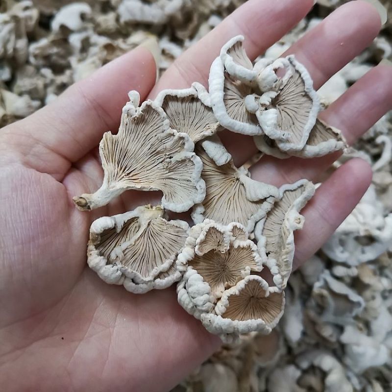 【包邮】野生白参菌干货农家特产白参白花参干净免洗裂褶菌