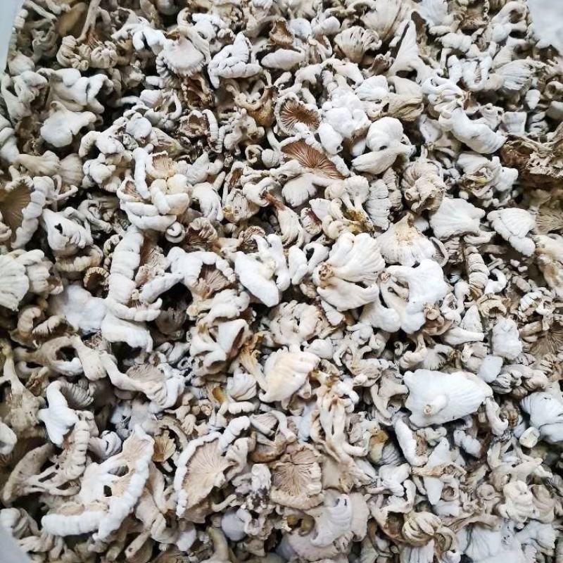 【包邮】野生白参菌干货农家特产白参白花参干净免洗裂褶菌