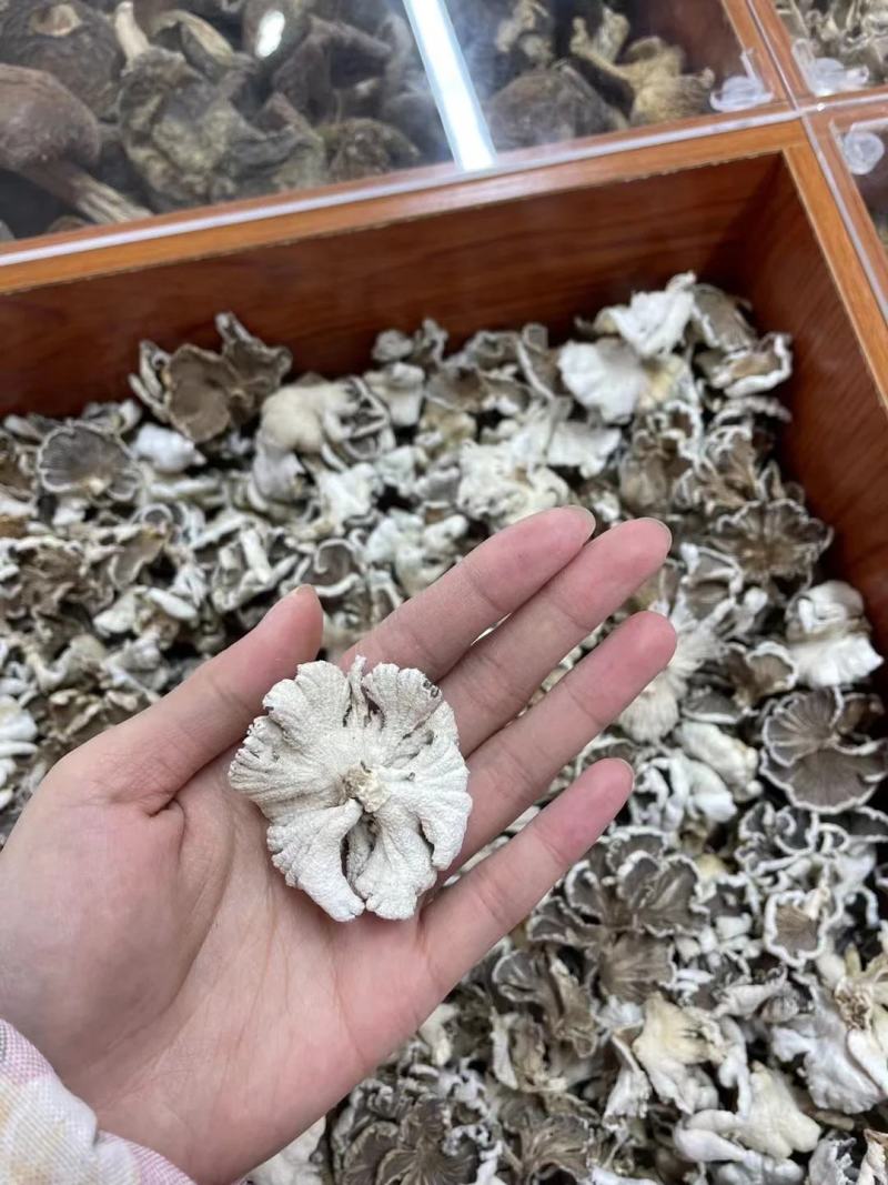 【包邮】野生白参菌干货农家特产白参白花参干净免洗裂褶菌