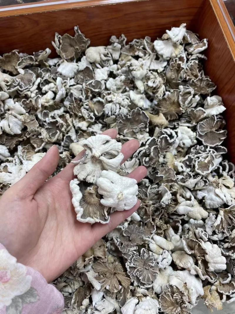 【包邮】野生白参菌干货农家特产白参白花参干净免洗裂褶菌