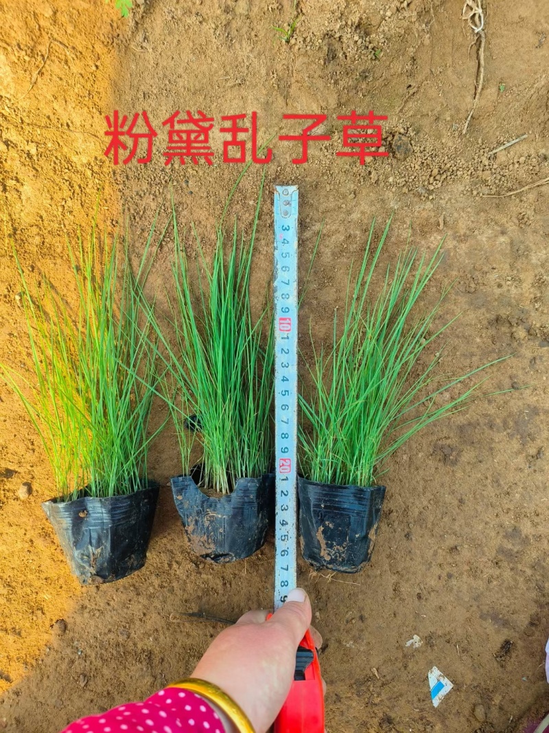 粉黛乱子小杯苗基地直发大量现货观赏草