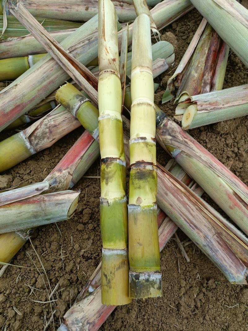 黄金甘蔗种苗适合南北方种植包技术指导