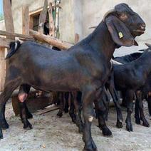 努比亚黑山羊，怀孕母羊，羔羊，全国，包技术，包成活