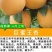 （新品种）杏树苗特大早熟帝王杏嫁接苗杏子果树苗