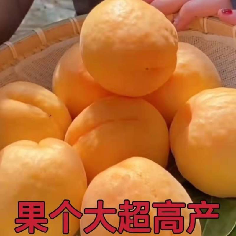 （新品种）杏树苗特大早熟帝王杏嫁接苗杏子果树苗