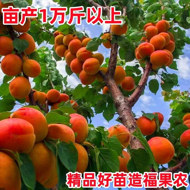 （新品种）杏树苗特大早熟帝王杏嫁接苗杏子果树苗