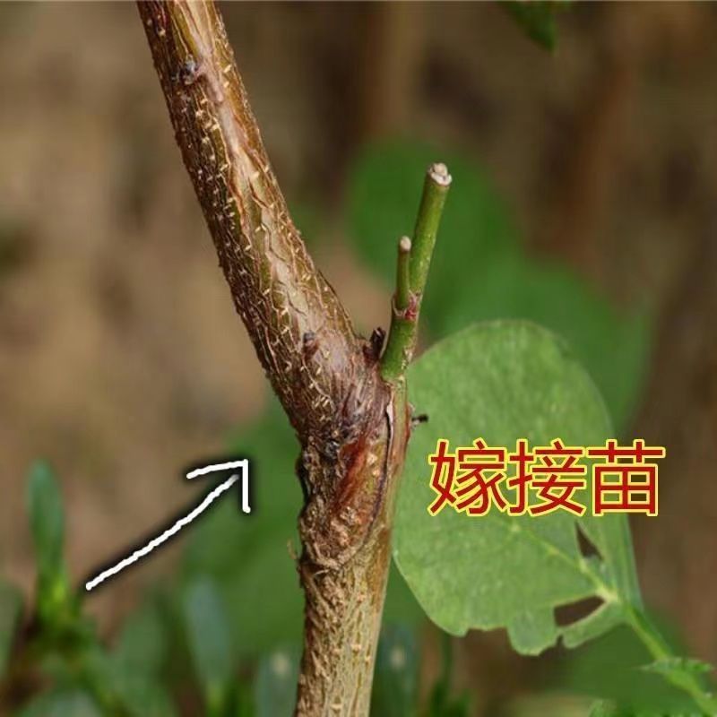 （新品种）杏树苗特大早熟帝王杏嫁接苗杏子果树苗